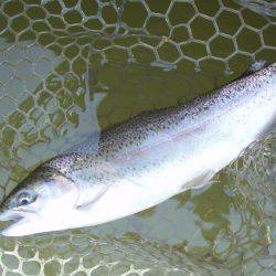 大安トラウトレイク 釣果