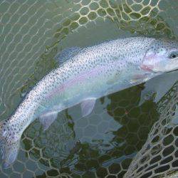 大安トラウトレイク 釣果