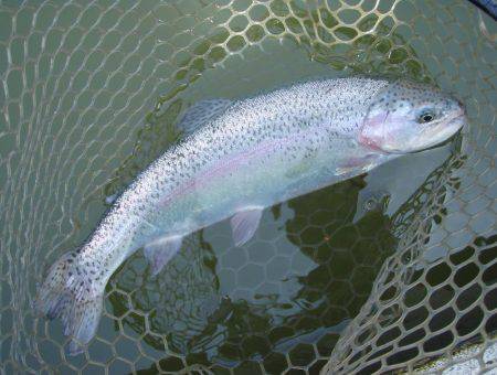 大安トラウトレイク 釣果