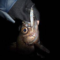 五目フラッタースリム絶好調♪