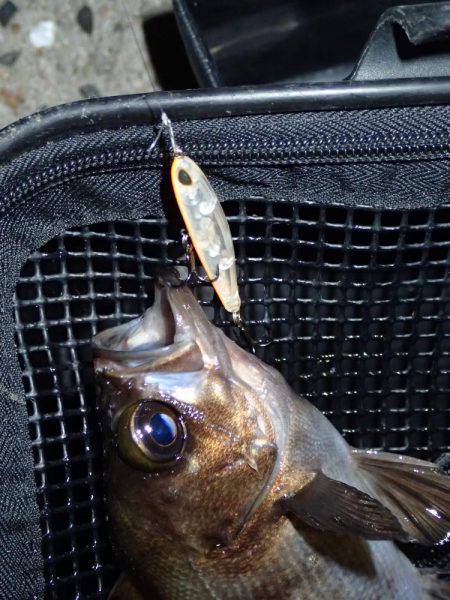 月夜の大潮に大苦戦！