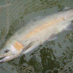 大安トラウトレイク 釣果