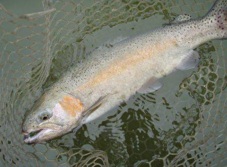 大安トラウトレイク 釣果