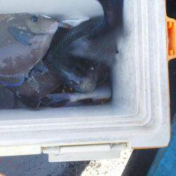 グレ不発でした・・