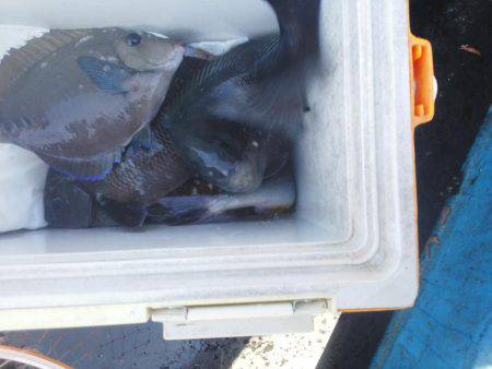 グレ不発でした・・