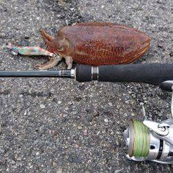 コウイカエギング