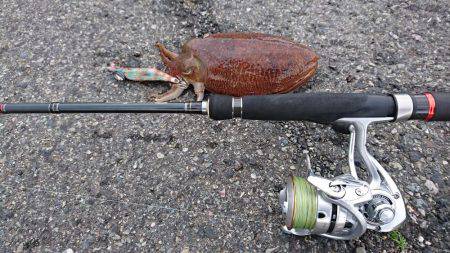 コウイカエギング