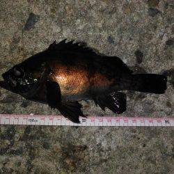 鳴門メバリング