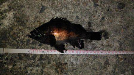 鳴門メバリング