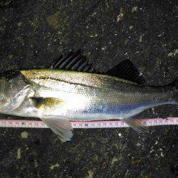 投げ釣りでシーバス