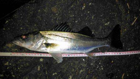 投げ釣りでシーバス