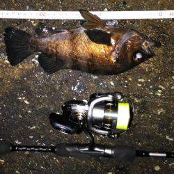 鳴門メバリング