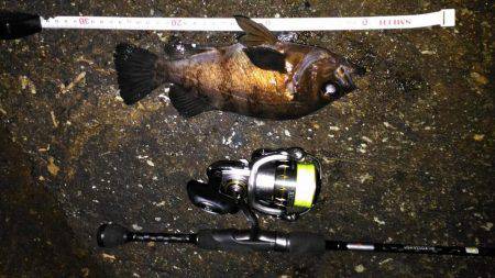 鳴門メバリング