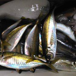 サビキでアジ釣り