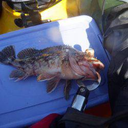 ジギング　ガシラ　