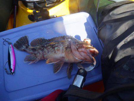 ジギング　ガシラ　