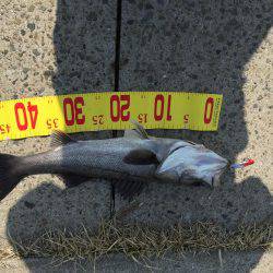 今年初シーバス