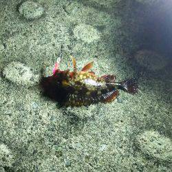 メバリングからのガシリング