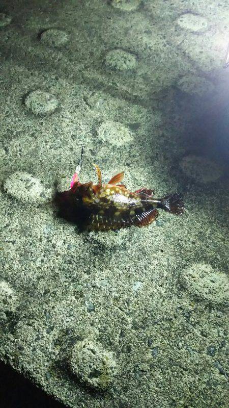 メバリングからのガシリング