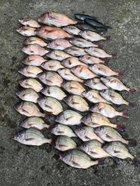 脱走マダイフィーバー