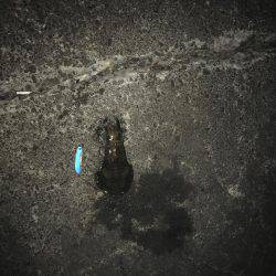 ヤエンでのアオリ釣果