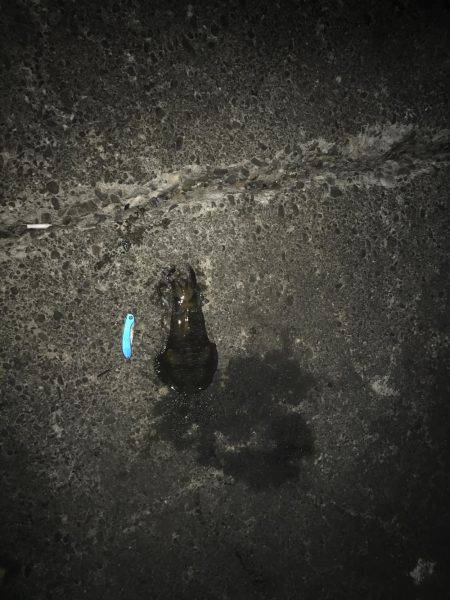 ヤエンでのアオリ釣果