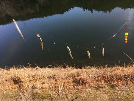 布目ダムもワカサギ好調