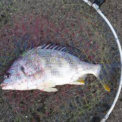 のっこみチヌ釣れました！