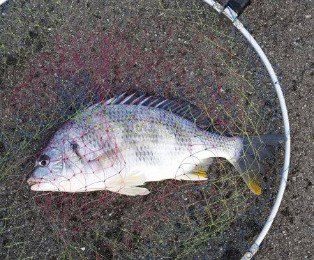 のっこみチヌ釣れました！