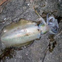 今年初エギング