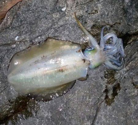 今年初エギング