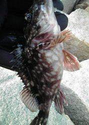 穴釣りのちメバリング