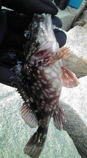 穴釣りのちメバリング