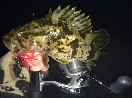 渋いしぶいシブイ。