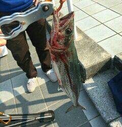 久々のサゴシさん(;´∀`)