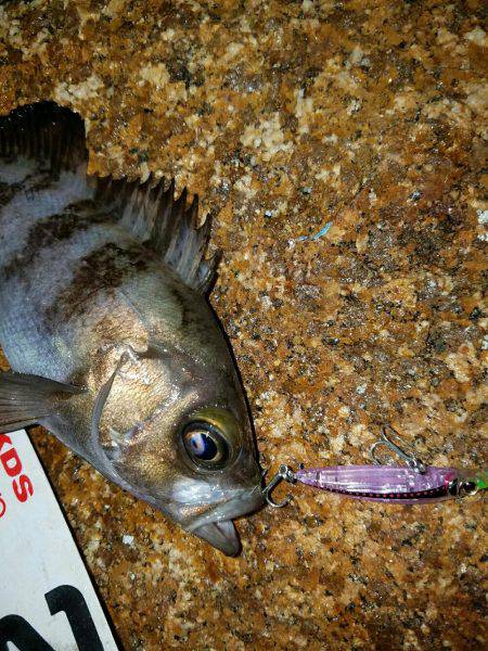 入れ食い泉南メバル