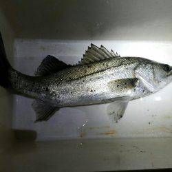 夜釣りでセイゴとハネ