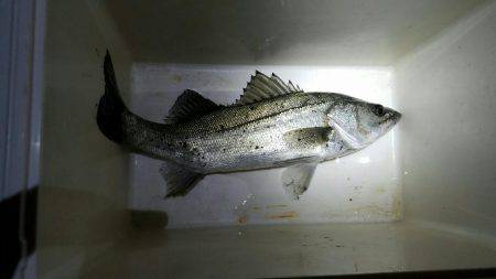 夜釣りでセイゴとハネ