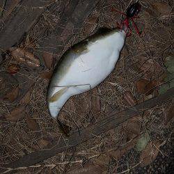 犯人はこいつかぁ~