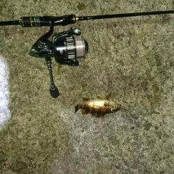 尺メバル狙うも惨敗。