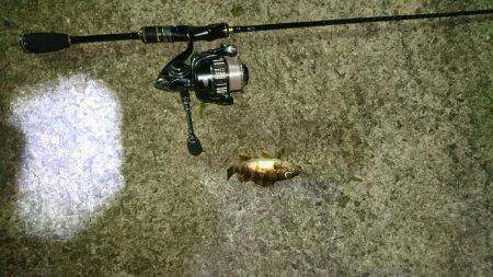 尺メバル狙うも惨敗。