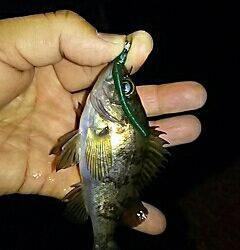 シャローのメバルは何処に！