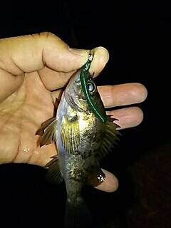 シャローのメバルは何処に！