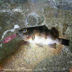 泉南プラッキングメバル