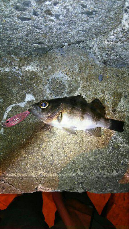 泉南プラッキングメバル