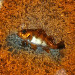 爆風メバリング