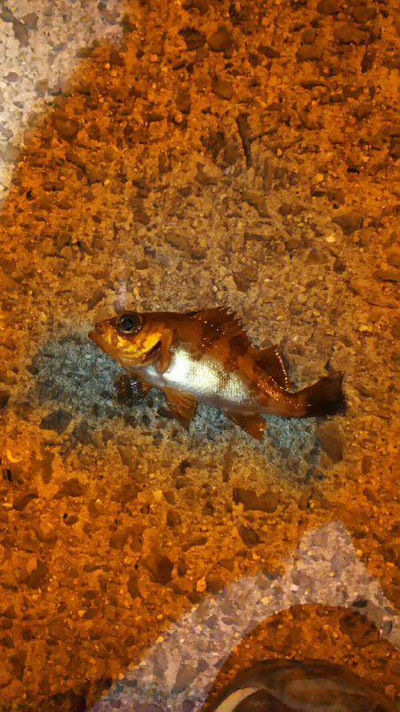 爆風メバリング