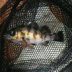 穴釣り後メバリング