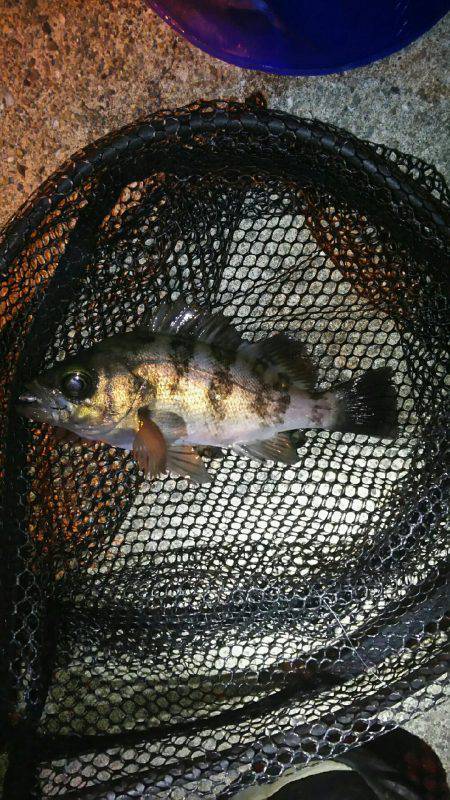 穴釣り後メバリング