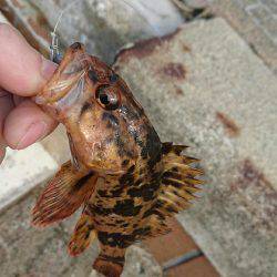 愛するガッシー